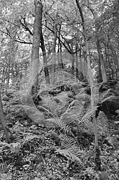 Grass Wood, Conistone - black and white study