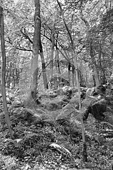 Grass Wood, Conistone - black and white study