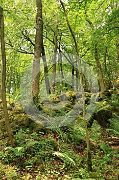 Grass Wood, Conistone - ferns and trees