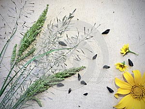 Grass and yellow flowers with background canvas photo