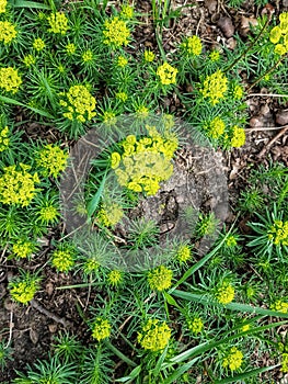 Grass with yellow flowers on the gound.