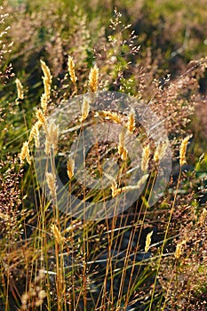 Grass yellow spike inflorescences in a field in summer