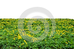 Grass and yellow spring flowers isolated on white