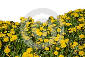 Grass and yellow spring flowers isolated on white