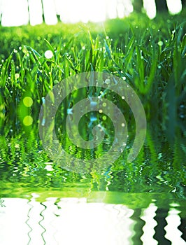 Grass1