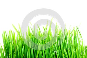 Grass1