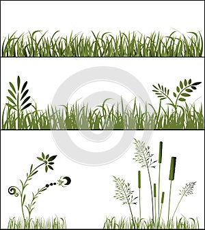 Grasses photo