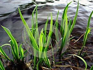 Grasses photo