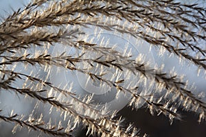 Grasses against the light of the evening sun.