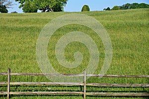 `The Grasses` Americana Series a lush green pasture in the countryside