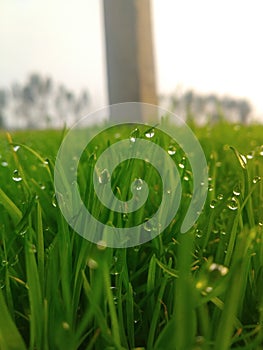 Grasses appeared in the ground and dew in the morning