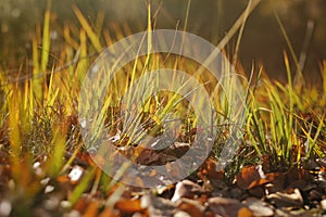 Grasses in autumnal colors