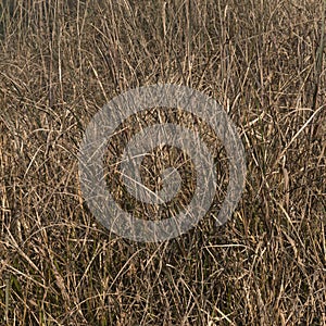 Grasses background
