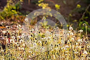 Grasses backlit by sun.