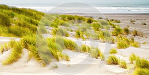 Grasses on the Beach, Bandon Oregon