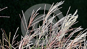 Grasses on black in the nature