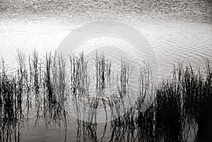 Grasses in black & white