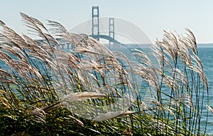 Grasses blowing in the wind at the Mackinac Bridge in Michigan