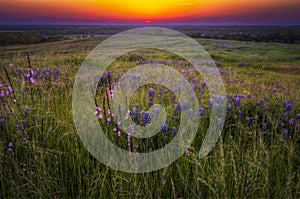 Grasses and Bluebonnets at Sunset photo
