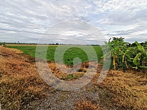 Grasses burn down by post emergence herbicide