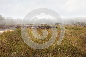 Grasses in a coastal landscape in Gironde France