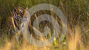 grasses conceal Royal Bengal Tigers