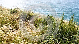 grasses on edge of Cap Gris-Nez in France