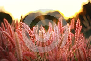 Grasses flower. Poaceae or Gramineae is a large and nearly ubiquitous family of monocotyledonous flowering plants