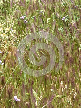 Grasses with fluffy flower heads photo