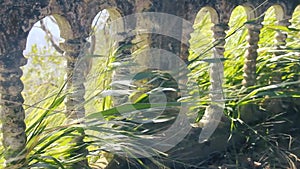 Grasses flutter in wind through old carved balustrade