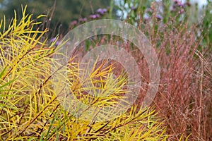 Grasses in the garden at Hauser & Wirth Gallery named the Oudolf Field, at Durslade Farm, Somerset UK. Photographed in autumn.