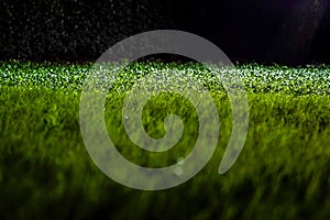 Grasses on the ground in the dark night garden with spotlight light