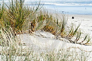 Grasses growing on the seashore