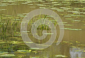 Grasses and lily pads in lake