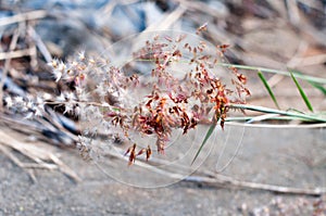 Grasses on the mountain during sunset