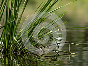 Grasses and plants in the river