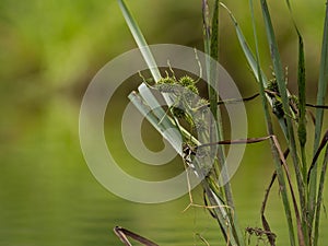 Grasses and plants in the river