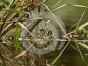 Grasses and plants in the river