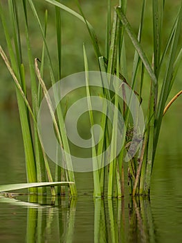 Grasses and plants in the river