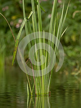 Grasses and plants in the river