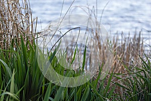 grasses and reeds at the edge of the water