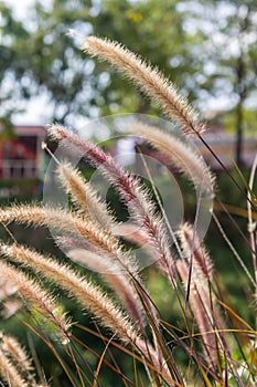 Grasses on the roadside