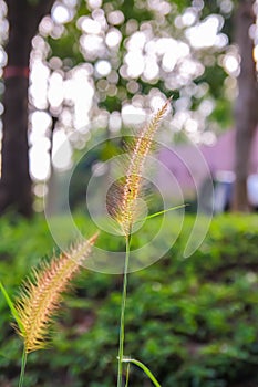 Grasses on the roadside