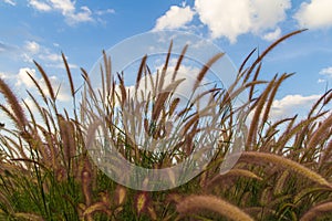 Grasses on the roadside