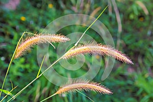 Grasses on the roadside