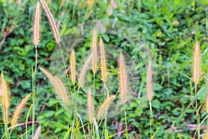 Grasses on the roadside