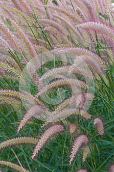 Grasses on the roadside