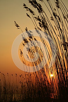 Grasses silhouetted at sunset