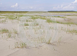 Grasses on the spacious beach of a Wadden island