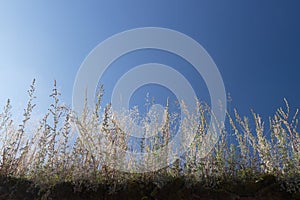 Grasses in sunlight with blue sky background